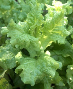 Black Seeded Simpson Leaf Lettuce