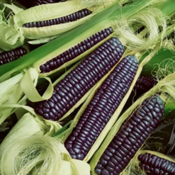 Blue Hopi Corn