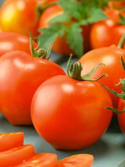 Bonny Best Tomato