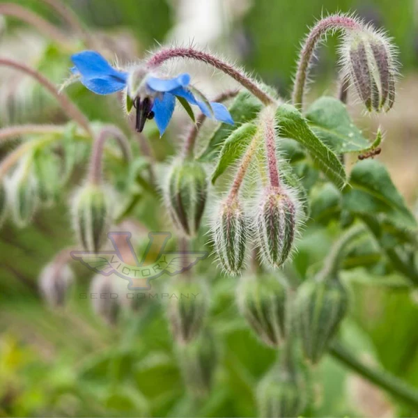 Borage - Image 2