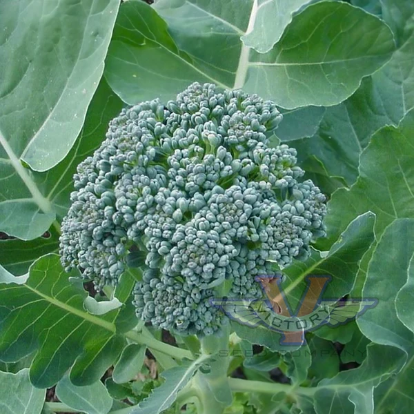 Waltham 29 Broccoli - Image 3