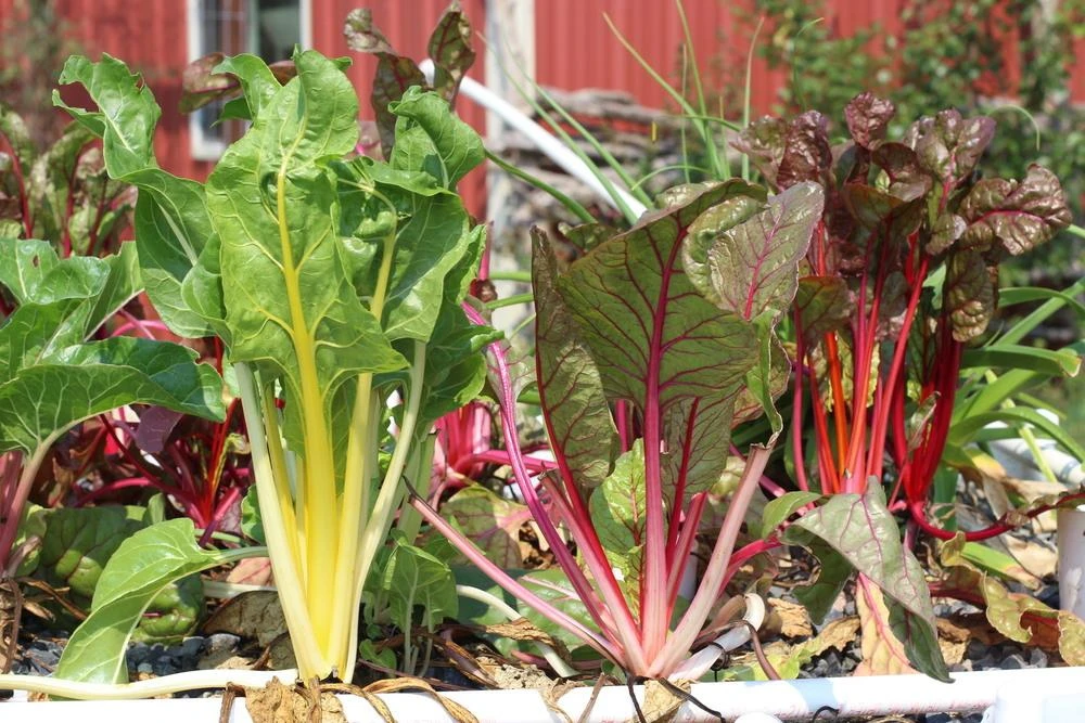 Bright Lights Swiss Chard