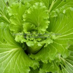 Chinese Michihli Cabbage