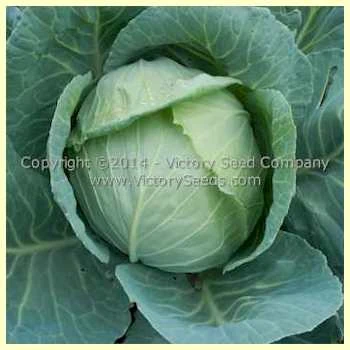 Copenhagen Market Cabbage - Image 2