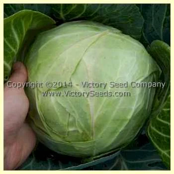 Copenhagen Market Cabbage - Image 3