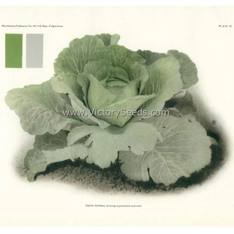 Danish Ballhead Cabbage - Image 3