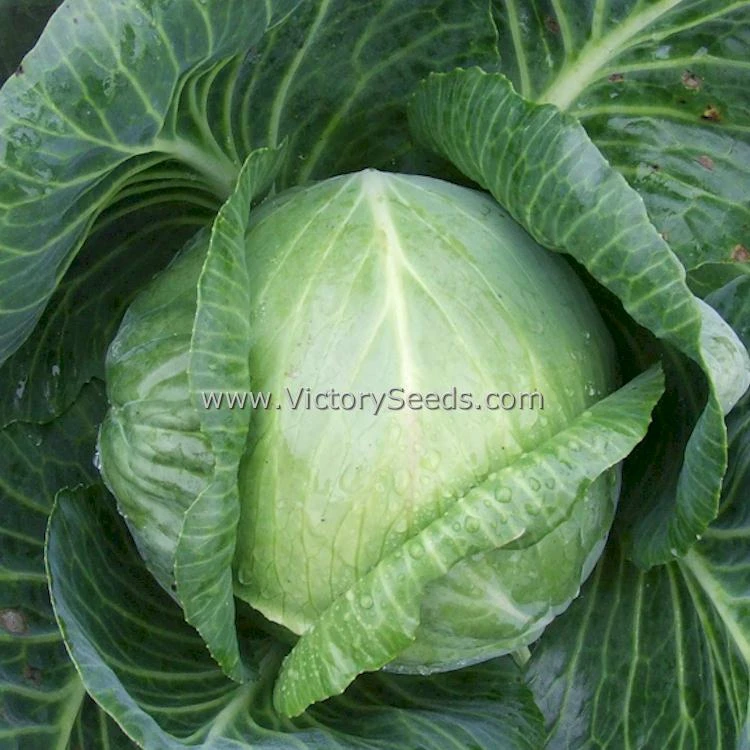 Danish Ballhead Cabbage - Image 2