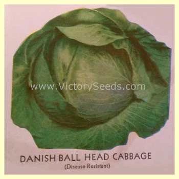 Danish Ballhead Cabbage - Image 4