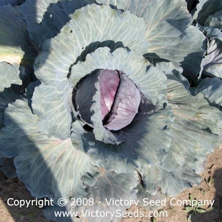 Red Acre Cabbage - Image 3