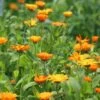 Calendula (Pot Marigold)
