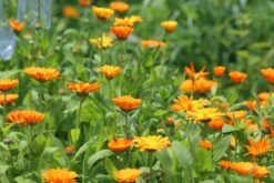 Calendula (Pot Marigold)