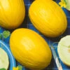 Canary Yellow Melon