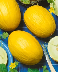Canary Yellow Melon
