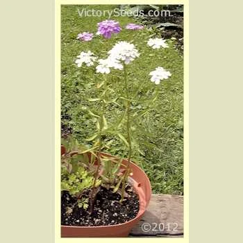 Dwarf Candytuft - Image 2