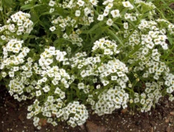 Dwarf Alyssum, Carpet Of Snow