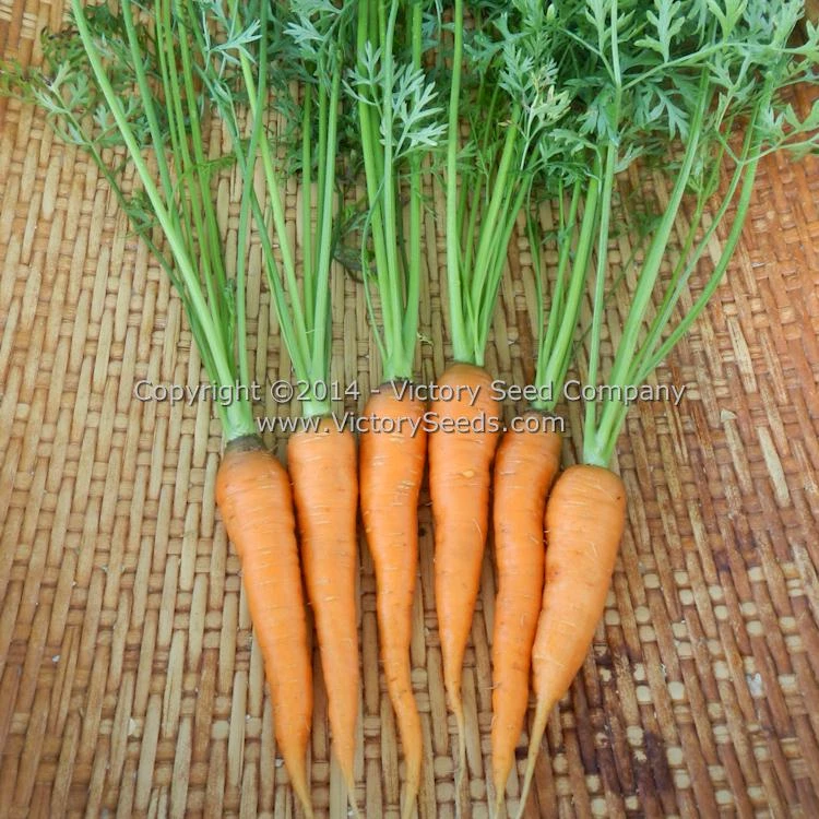 St. Valery Carrot