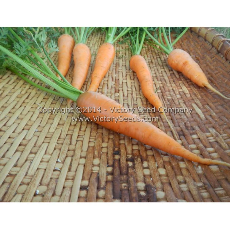 St. Valery Carrot - Image 3