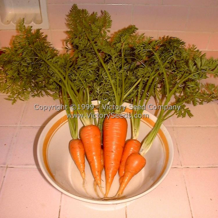 Danvers 126 Carrot - Image 3