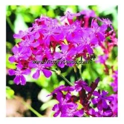 Sweet William Catchfly