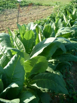 Catterton Tobacco