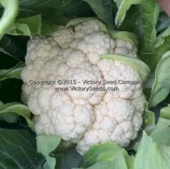 Early Snowball Cauliflower