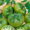 Cherokee Green Tomato