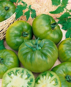Cherokee Green Tomato