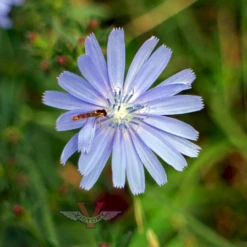 Chicory