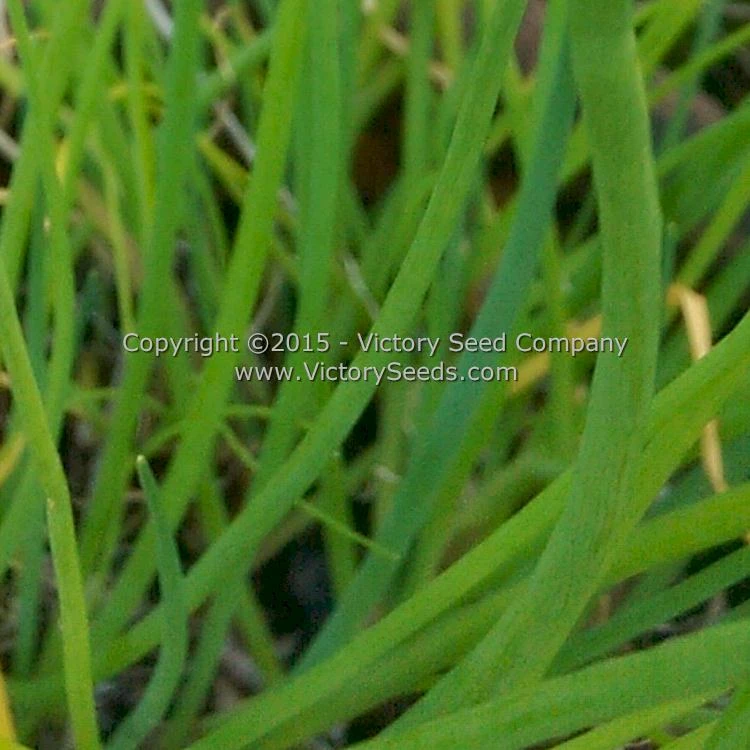Chives - Image 3