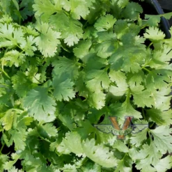 Coriander (Cilantro) - Slow Bolt