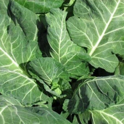 Vates Collards