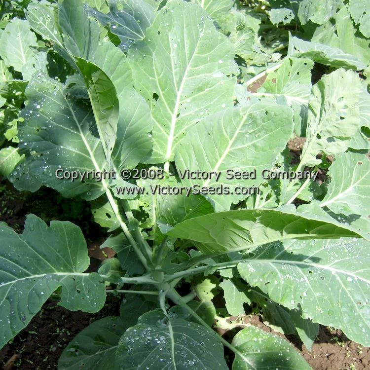 Champion Collards - Image 2