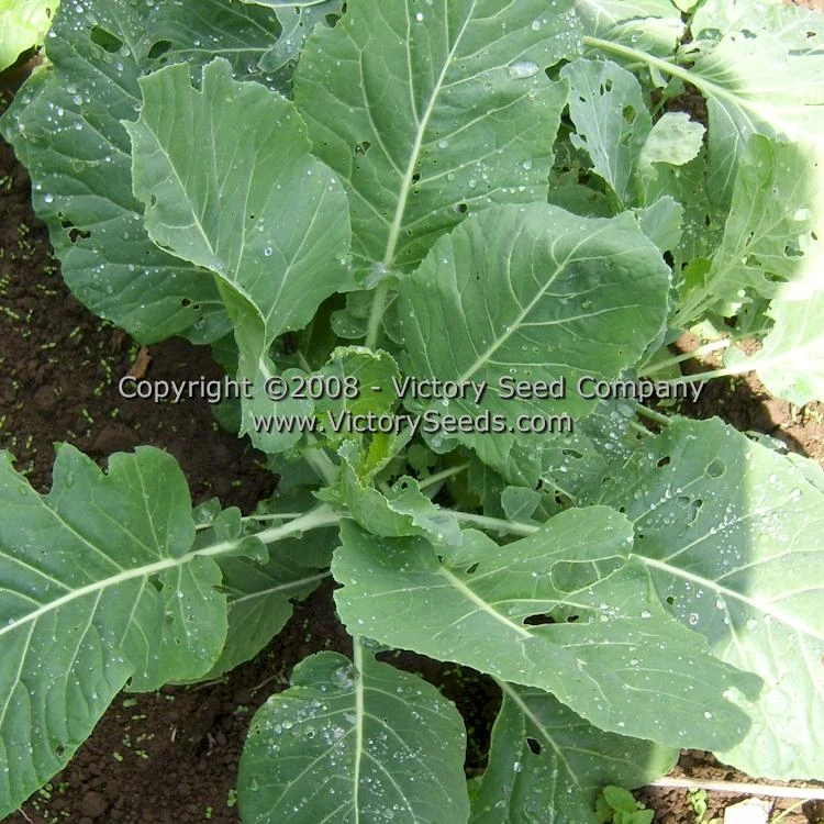 Champion Collards - Image 3