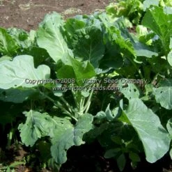 Morris Heading Collards