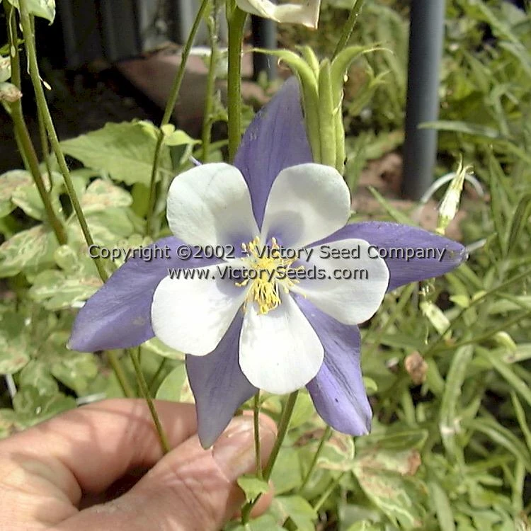 Columbine, Blue