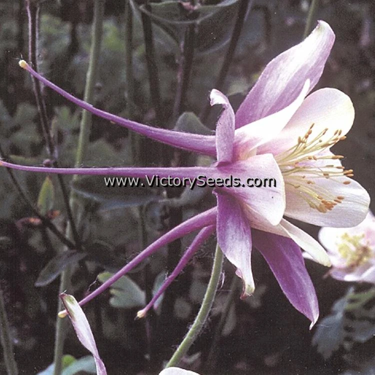 Columbine, Blue - Image 2