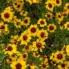 Plains Coreopsis