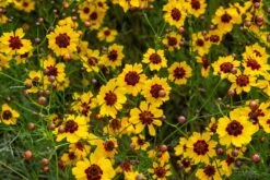 Plains Coreopsis