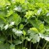 Coriander (Cilantro) - Leisure