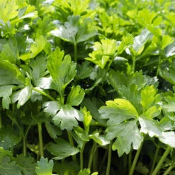 Coriander (Cilantro) - Leisure