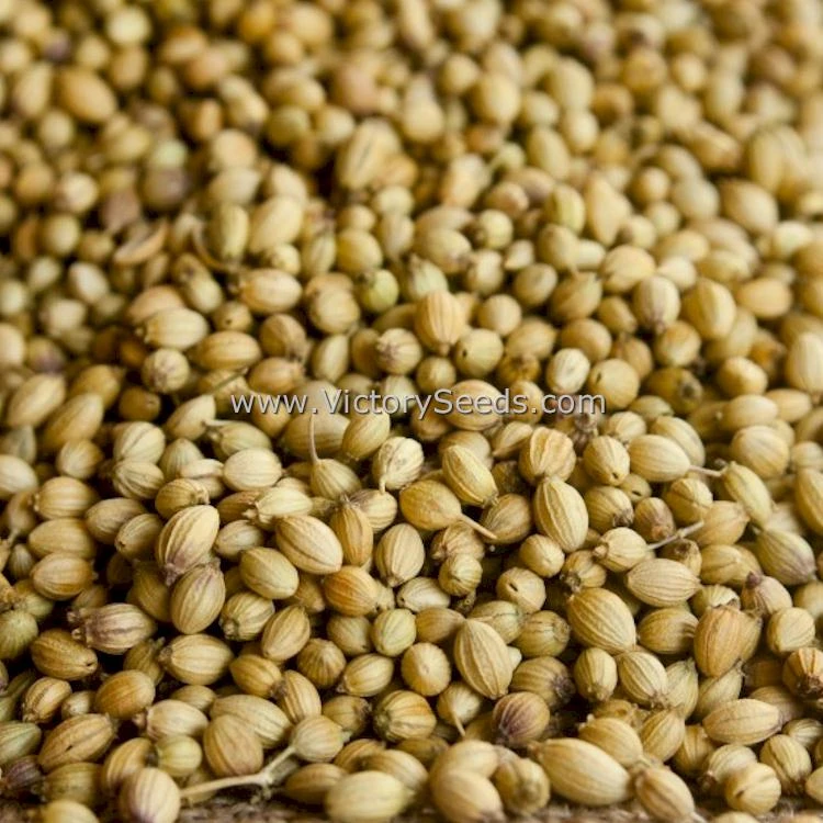 Coriander (Cilantro) - Slow Bolt - Image 3