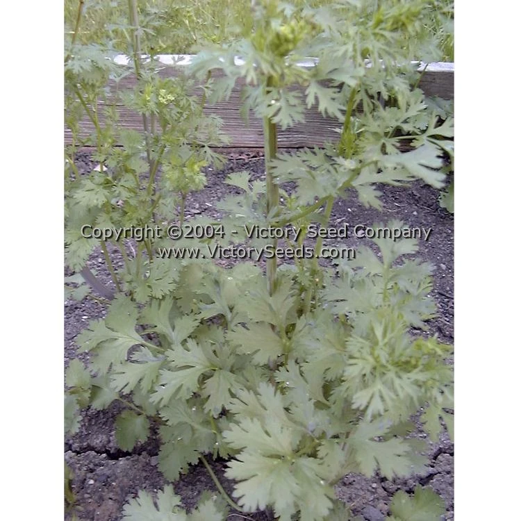 Coriander (Cilantro) - Slow Bolt - Image 5