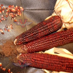 Bloody Butcher Dent Corn