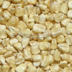 Boone County White Dent Corn