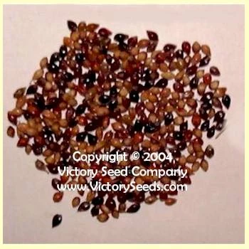 Mixed Colors Broom Corn - Image 2