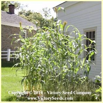 Mixed Colors Broom Corn - Image 3