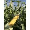 Buhl Sweet Corn