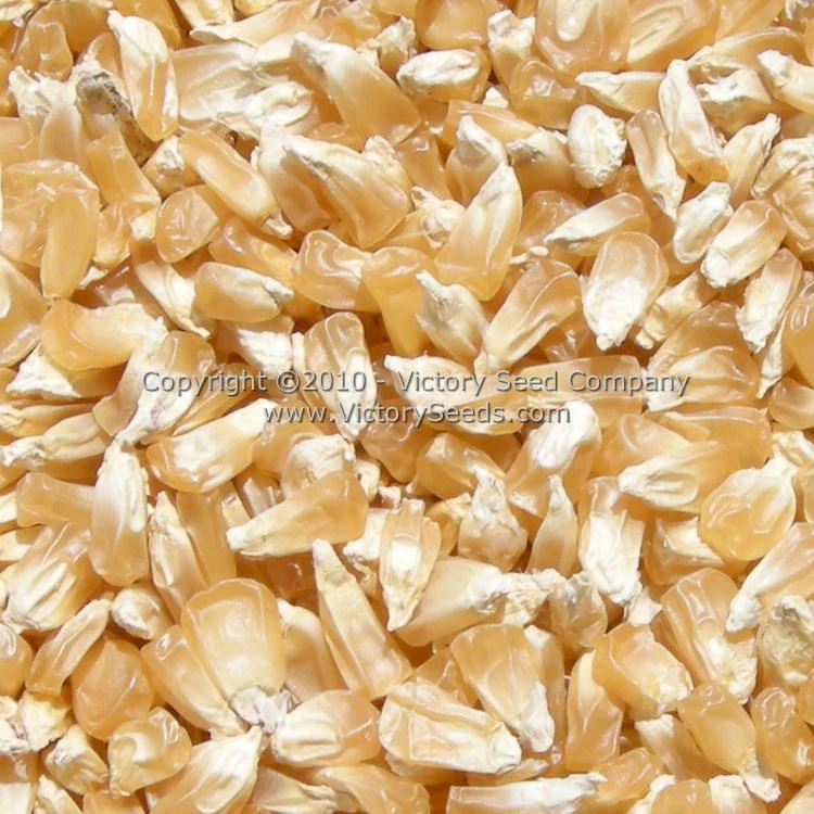 Country Gentleman Sweet Corn