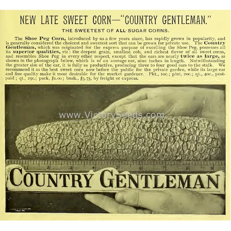 Country Gentleman Sweet Corn - Image 2