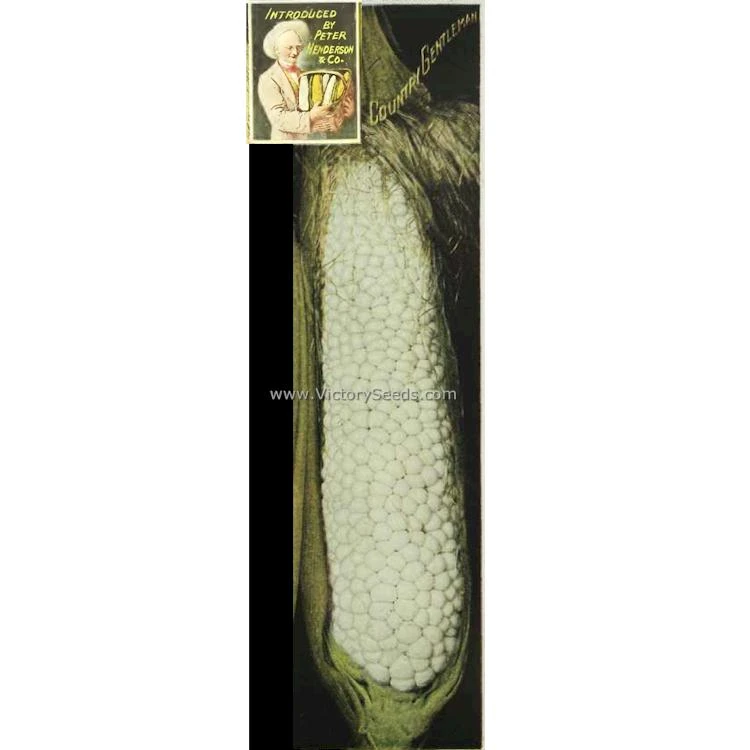 Country Gentleman Sweet Corn - Image 3